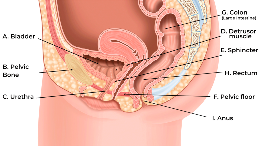 Bladder Health
